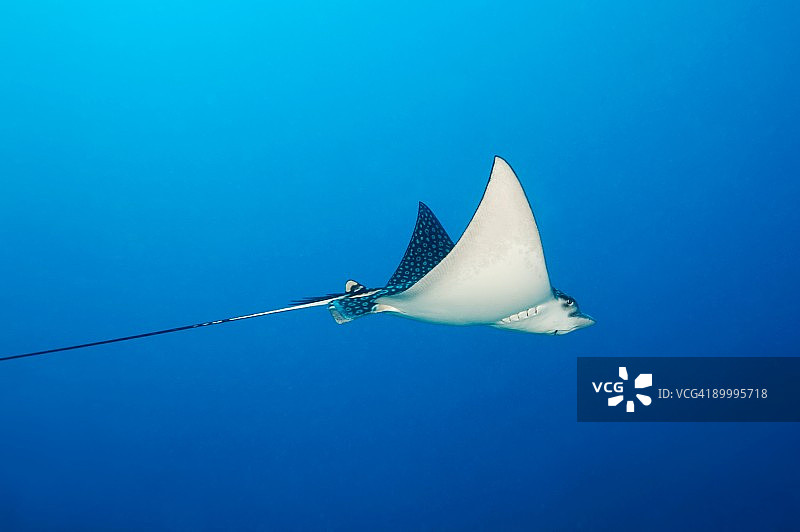 斑点鹰鳐图片素材