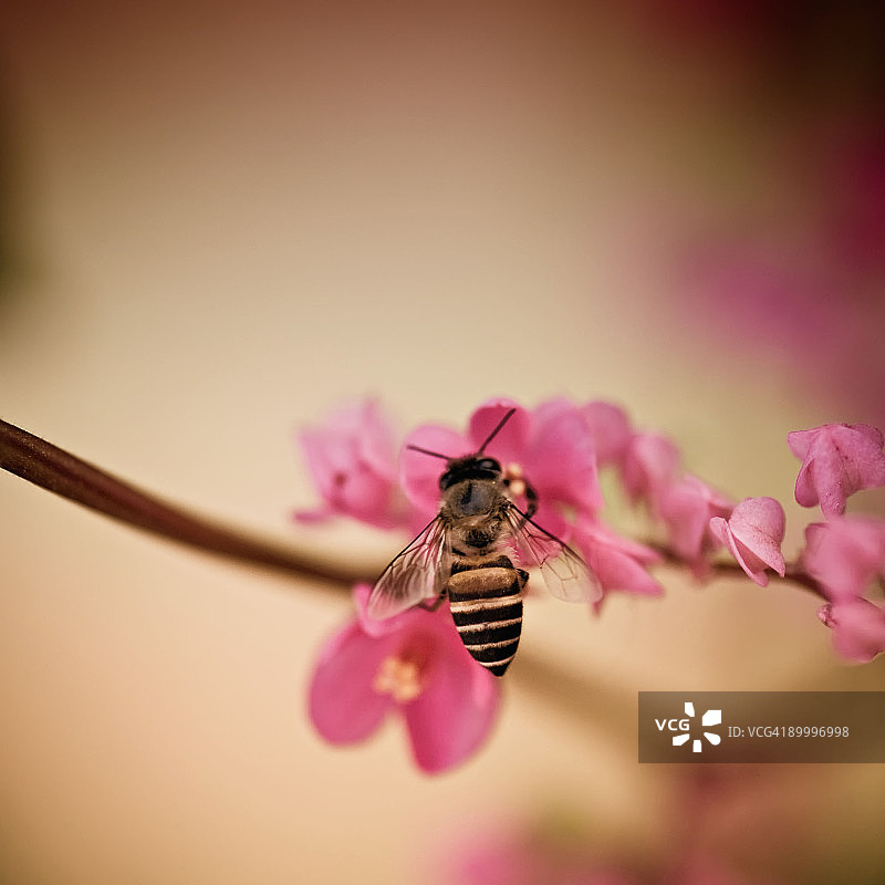 蜜蜂与鲜花图片素材