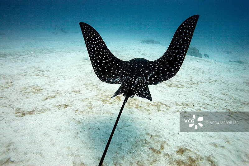 斑点鹰鳐图片素材
