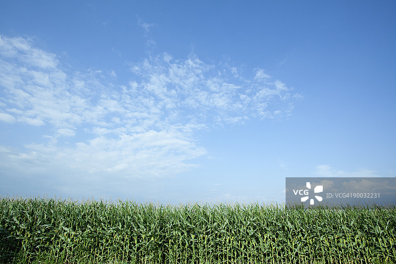 玉米田图片素材