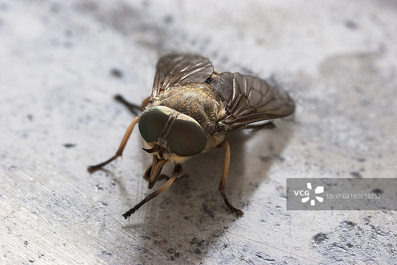 普通牛虻图片素材