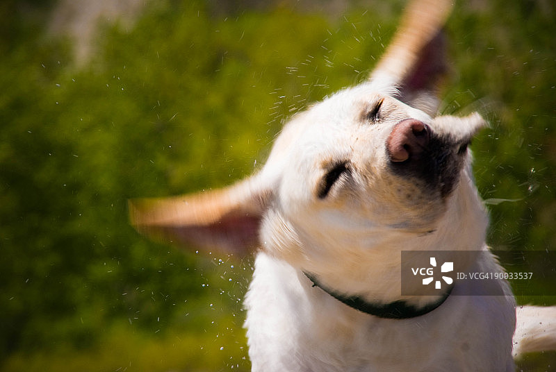 在海滩摇晃的潮湿黄色拉布拉多犬图片素材
