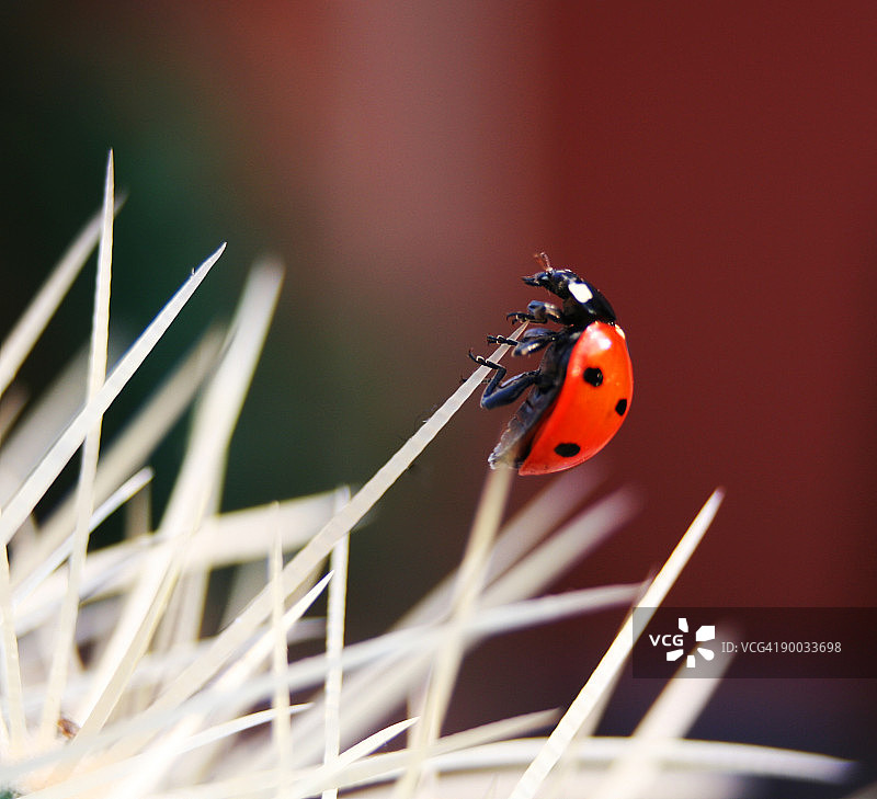仙人掌上的瓢虫图片素材