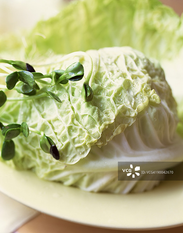 大白菜和萝卜芽图片素材