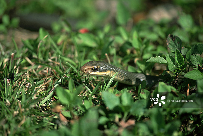 美洲黑蛇在沼泽地捕猎图片素材