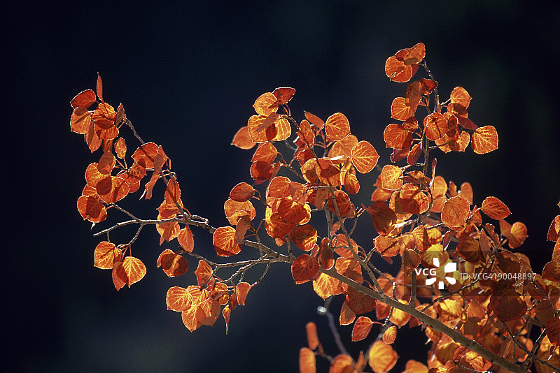 颤杨，秋色，美国科罗拉多州白河国家森林图片素材