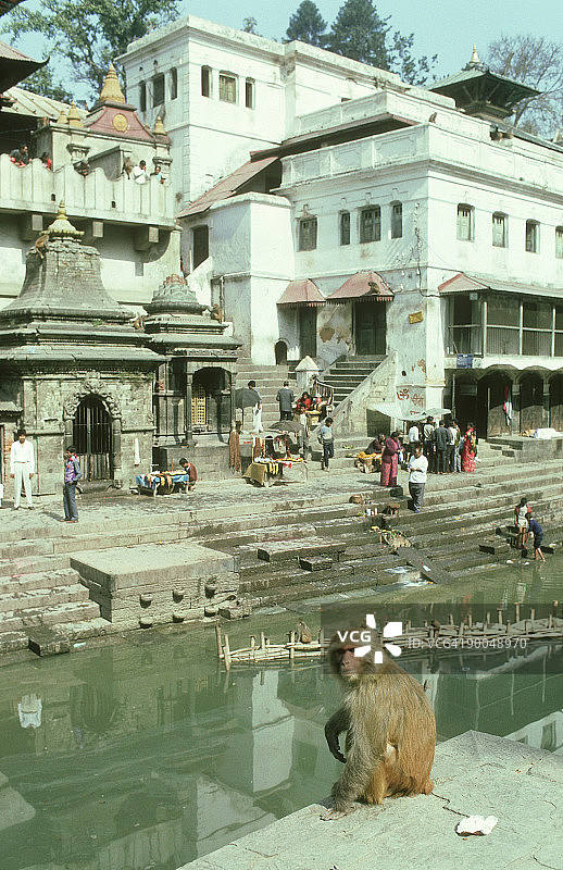 棕色猕猴：雌性，印度教寺庙，尼泊尔图片素材