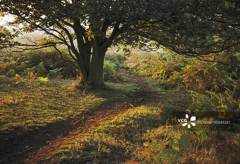秋色：Cannock Chase景色图片素材