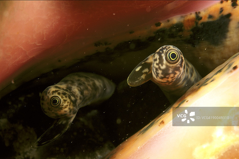 巴哈马群岛海螺图片素材