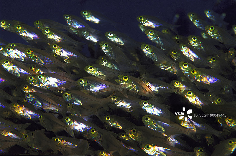 马尔代夫短鳍锯鳞鱼图片素材