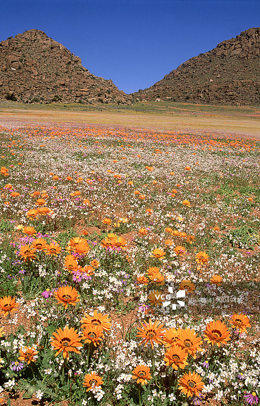 南非纳马夸兰的变色天芥菜和壮丽熊耳草图片素材