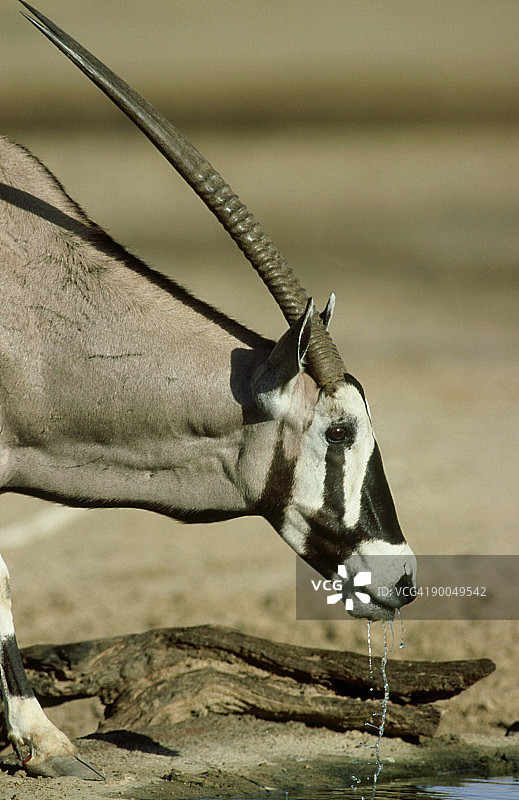南非 Gemsbok 国家公园的 Gemsbok 羚羊饮水图片素材