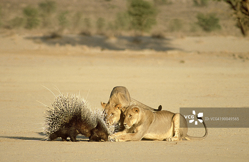 狮子袭击豪猪（南非）图片素材
