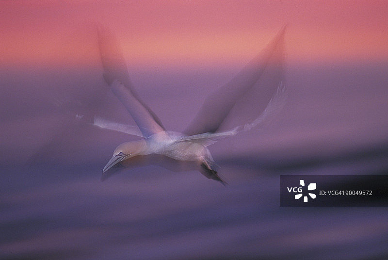在南非兰伯茨湾黄昏飞行的海角塘鹅图片素材