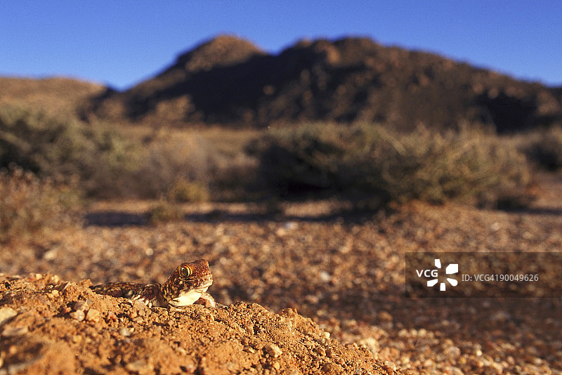 叫壁虎图片素材