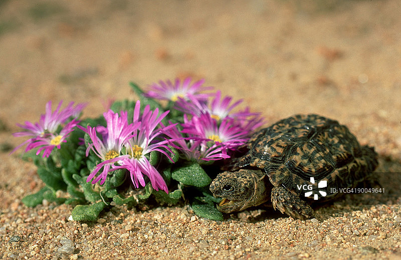 纳米夸兰花斑陆龟图片素材