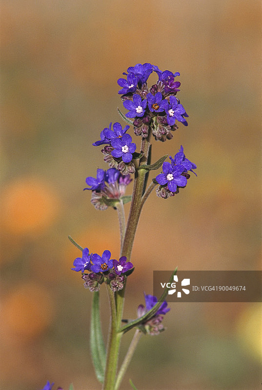 开普 Anchusa kamieskroon namaqualand，南非图片素材