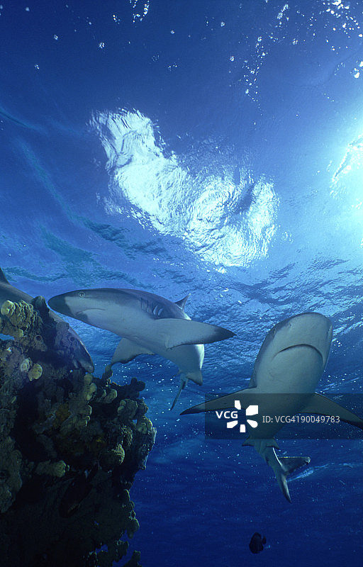 珊瑚礁上的灰色礁鲨图片素材