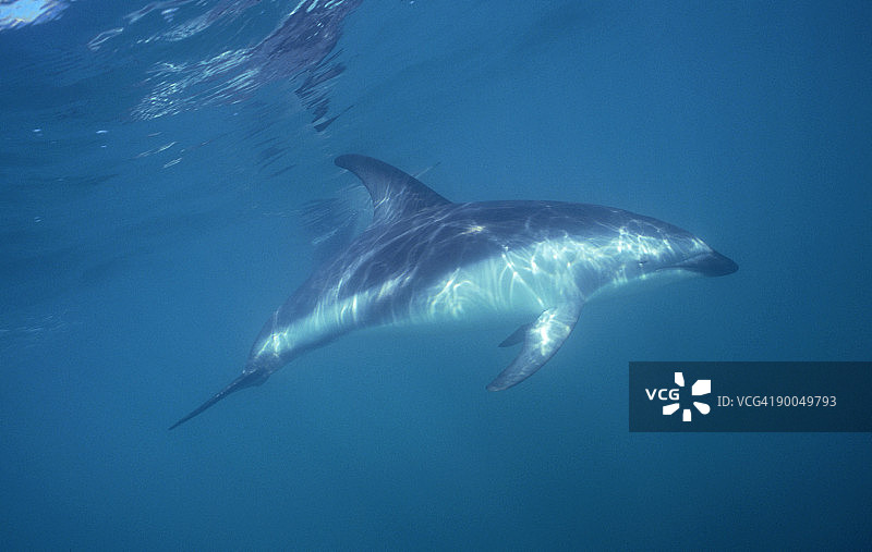 暗色斑纹海豚：凯库拉图片素材