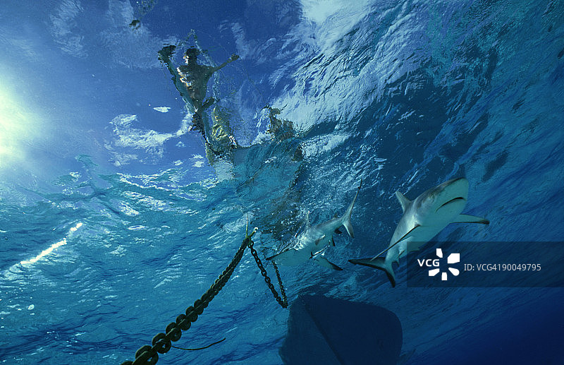 灰礁鲨：在纽埃锚链附近巡游图片素材