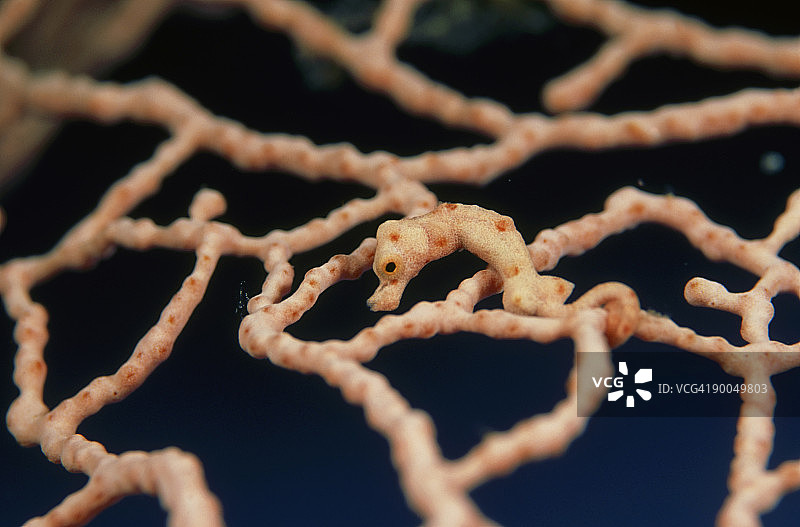 豆丁海马：Hippocampus sp.，位于巴布亚新几内亚的gorgonia中图片素材