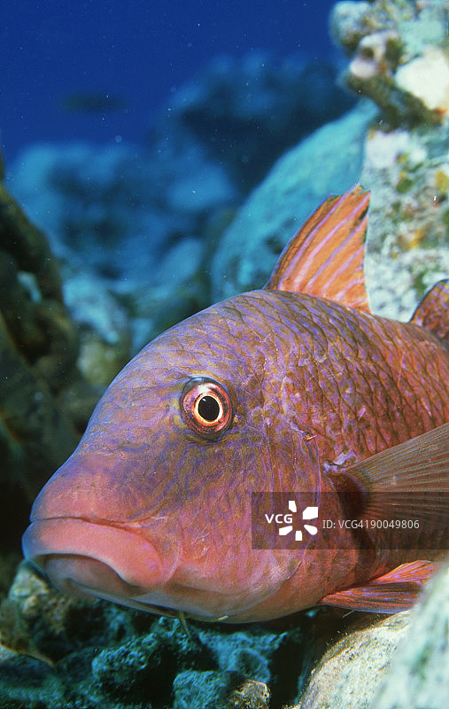 海鲂：sp.的鲉鱼头部特写图片素材