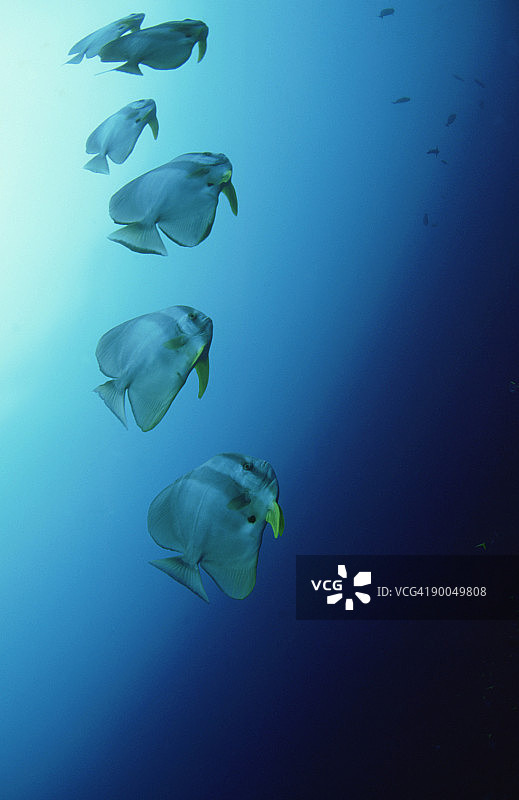 圆眼燕鱼，巴布亚新几内亚图片素材