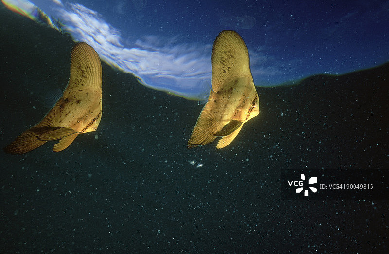 圆眼燕鱼幼鱼近水面图片素材