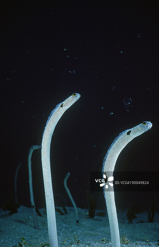 斑点花园鳗捕食漂浮颗粒，汤加图片素材