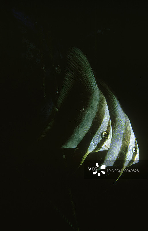 长鳍篮子鱼图片素材