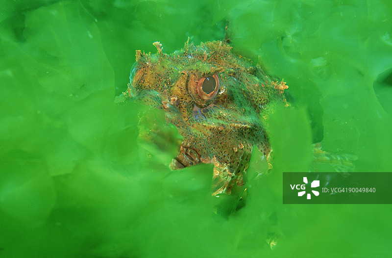 毒蝎鱼：红蝎子鱼，位于石莼中，新西兰图片素材