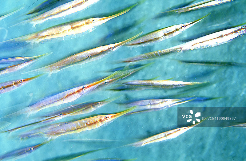 丝带鱼：丝带鱼群，米尔恩湾，PNG图片素材