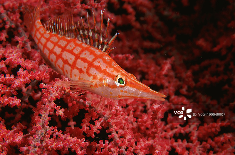 丝鳍鹰鱼图片素材