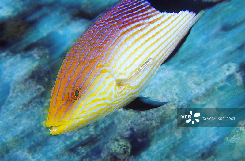 瓦努阿图黑鳍猪鱼图片素材