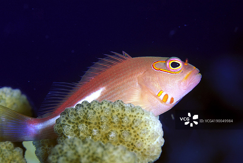 弧眼鹰鱼图片素材