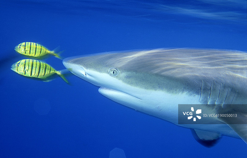金色鯵鱼幼鱼图片素材
