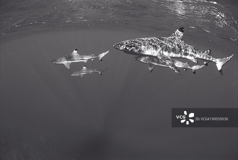 黑鳍鲨图片素材