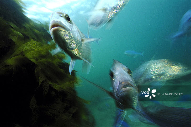新西兰金鲷图片素材