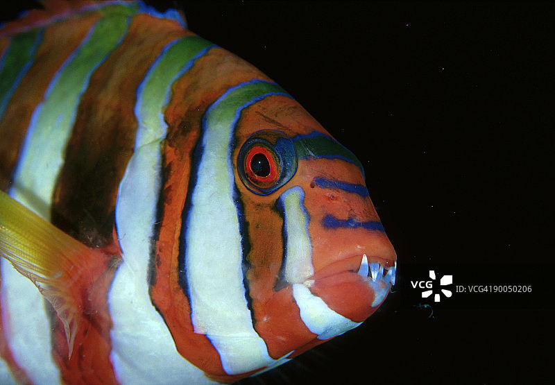 新喀里多尼亚的 Harlequin Tuskfish图片素材