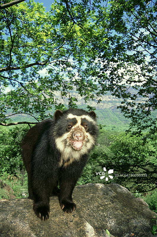 眼镜熊：饰熊，雄性图片素材