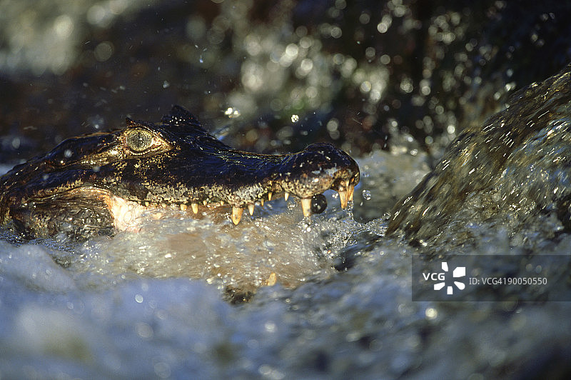 巴拉圭凯门鳄：鳄鱼在巴西潘塔纳尔湿地溪流中捕鱼图片素材