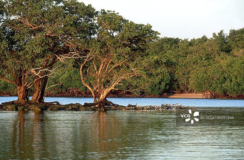 栖息在美国佛罗里达州大沼泽地国家公园万岛群岛小岛上的涉水鸟图片素材