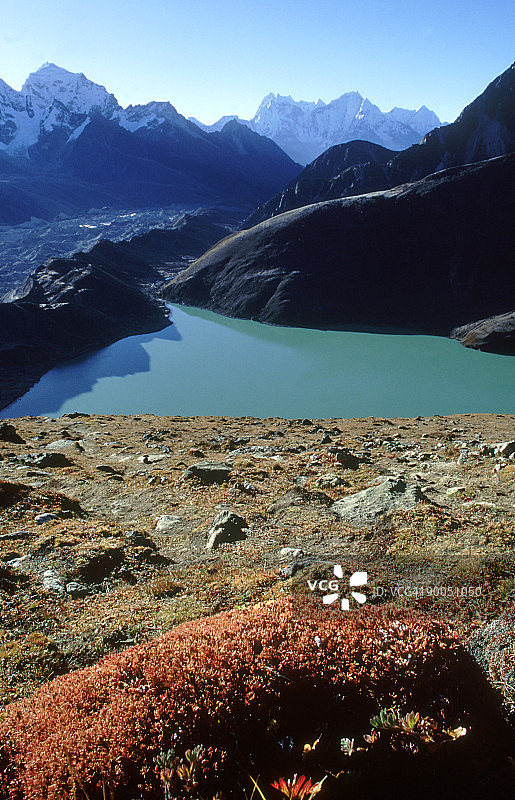 尼泊尔Gokyo山谷的垫状植物图片素材