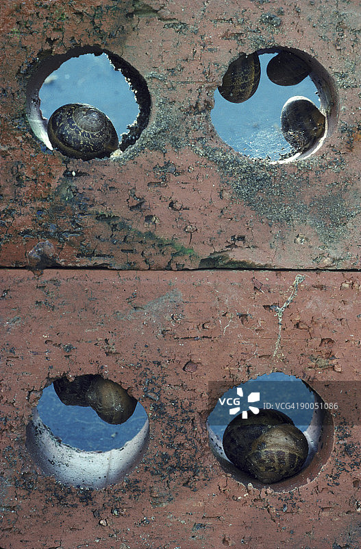 冬眠的普通花园蜗牛图片素材