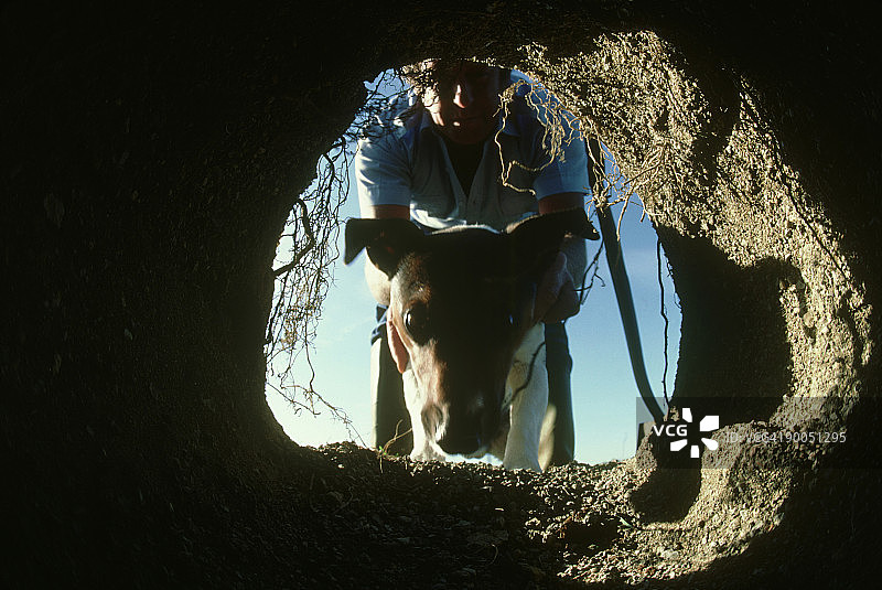 红狐狸，狐狸，梗犬在狐狸洞的入口图片素材