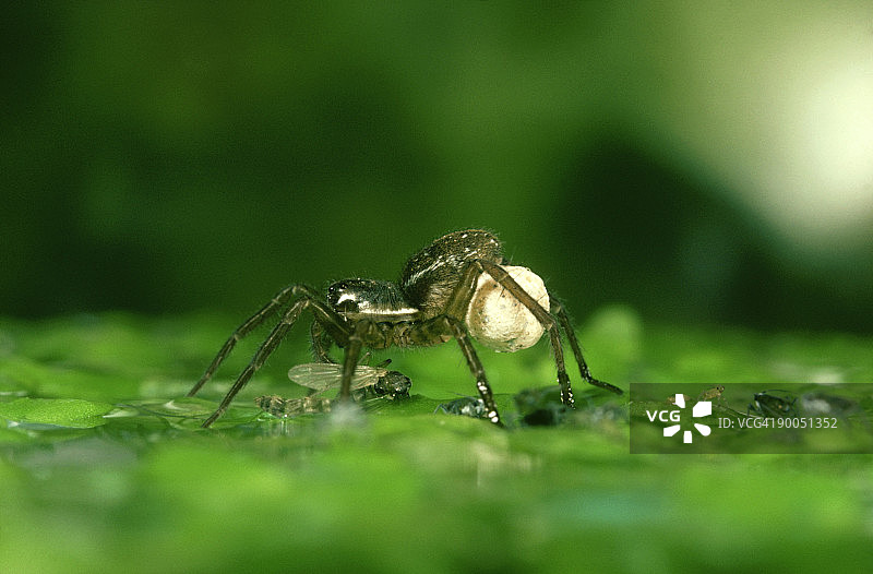 狼蛛：携带卵囊的雌性图片素材
