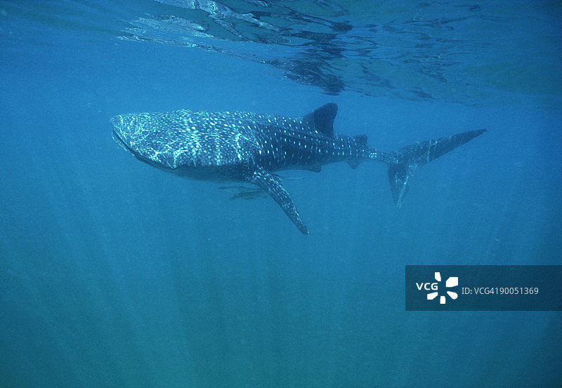 鲸鲨图片素材