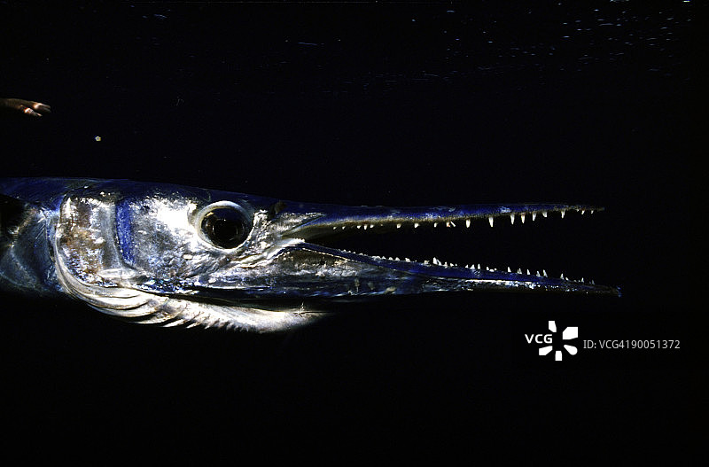 塞舌尔颌针鱼头部图片素材