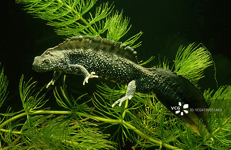 大冠蝾螈：水中的雄性冠蝾螈图片素材