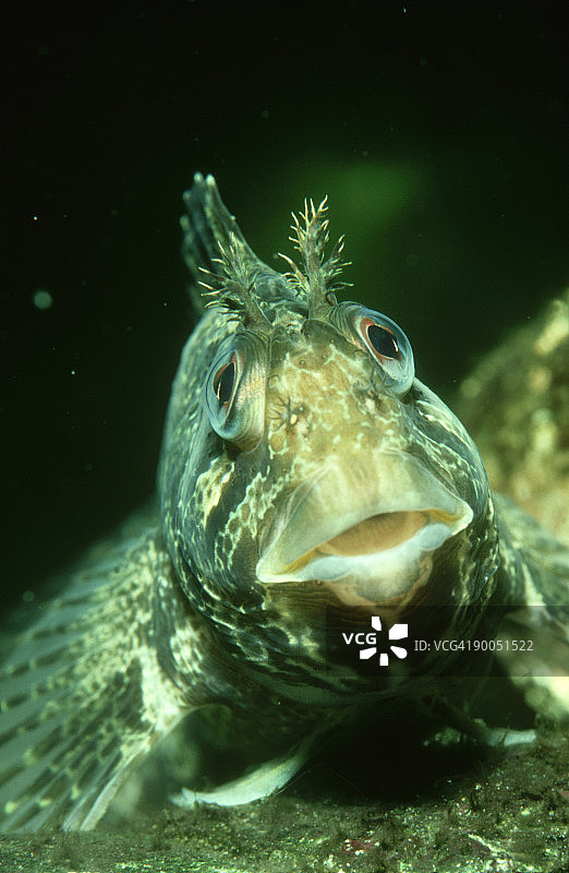 大西洋狼牙虾虎鱼：爱尔兰科克郡的Blennius gattorugine图片素材